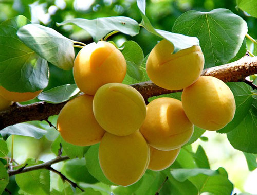 apricot tree